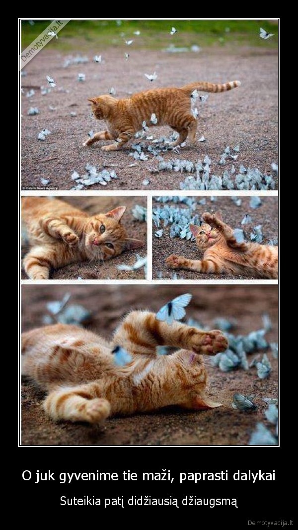 kaciukas, zaidzia,drugeliai