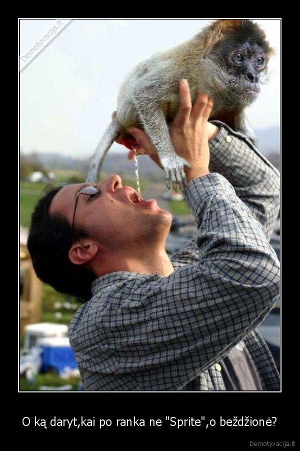 O ką daryt,kai po ranka ne &quot;Sprite&quot;,o beždžionė?