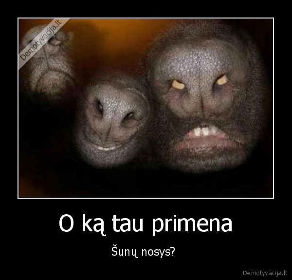 pyp, pyp, pyp, nosyte