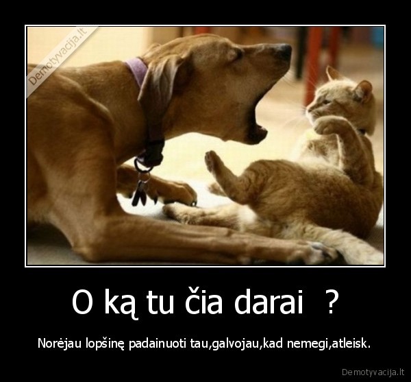 O ką tu čia darai  ?