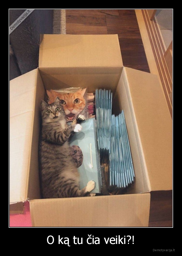 katinas,prigavo,deze