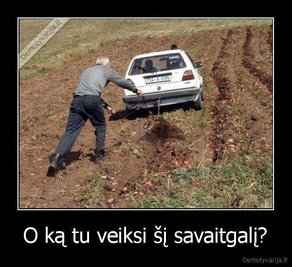 bulviu, sodinimas,golfas,vw,kaimas