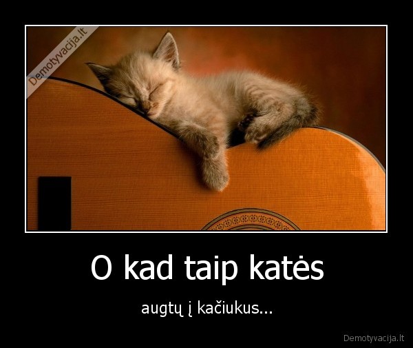kates,kaciukai,kaciu, nuotraukos