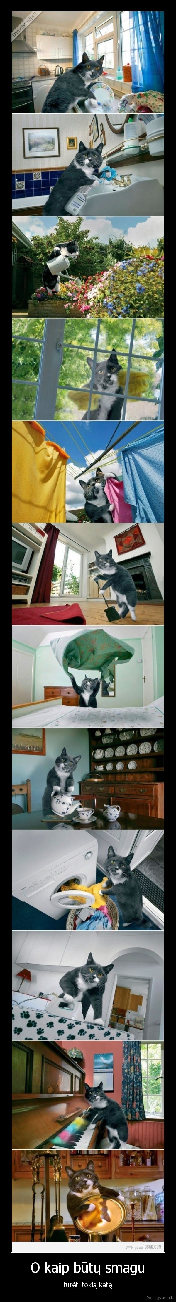 katinas,kate,smagu,tureti