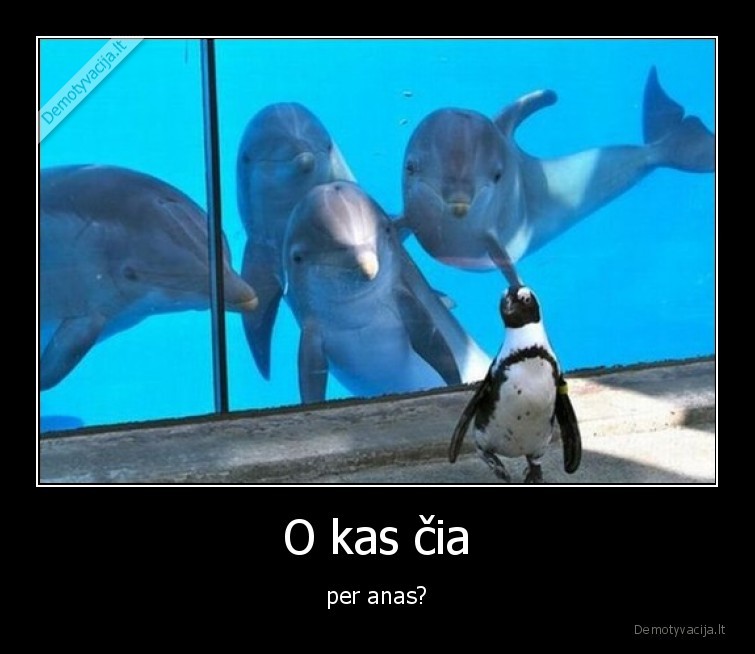 delfinai,pingvinas,o, kas,cia,toks