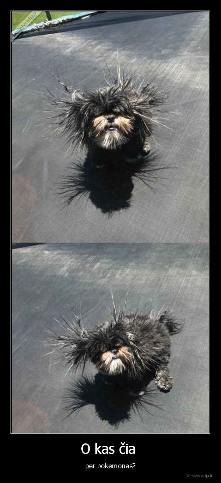 pokemonas,suniukas,juodas,plaukuotas