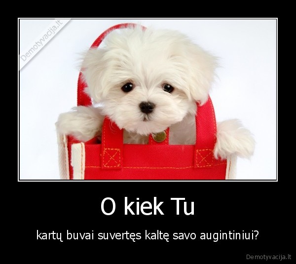 gyvunai,augintiniai,kalte