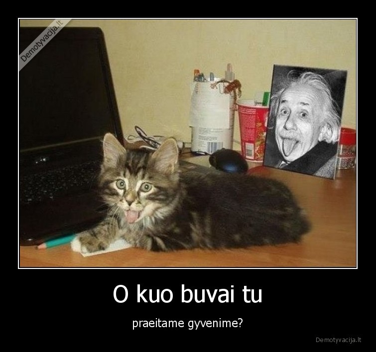 reinkarnacija,antras,gyvenimas,katinas