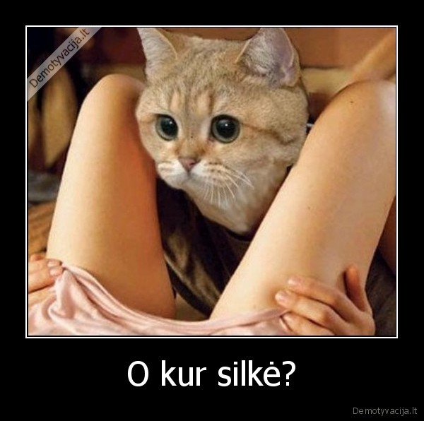 oralinis, seksas,gyvunai,katinas, laizo, pute