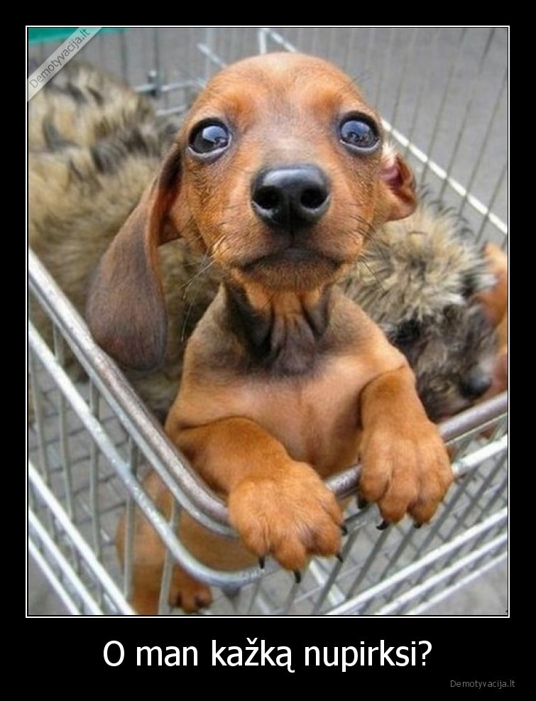 suniukas,nupirk,praso,ziuri