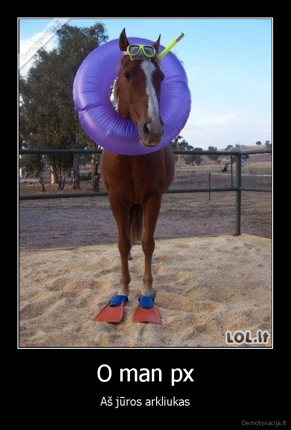 arklys,zirgas,juros, arkliukas