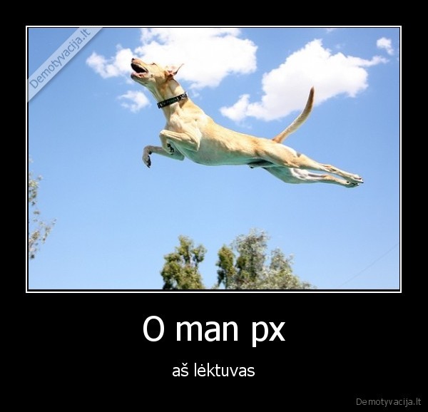 px,suo,suo,gyvunas,gyvunai,lektuvas,lektuvas