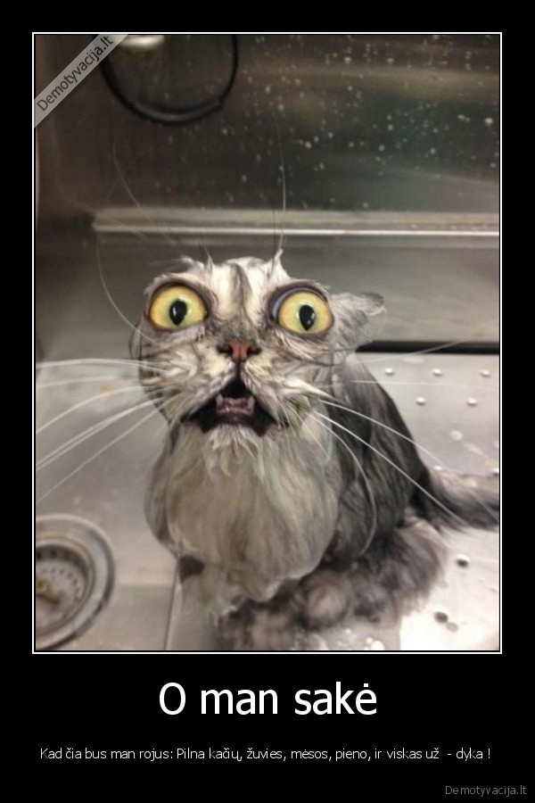 katinas,kaciukas,vanduo,zuvis