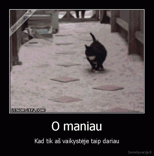 vaiksciojimas, per, plyteles,juokingas, katinas