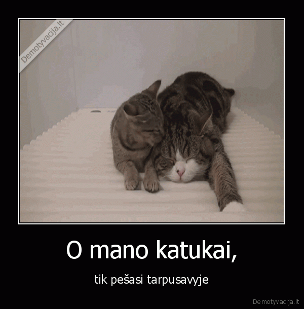 kate,katinas,maru,hana,pesasi,valo,miega