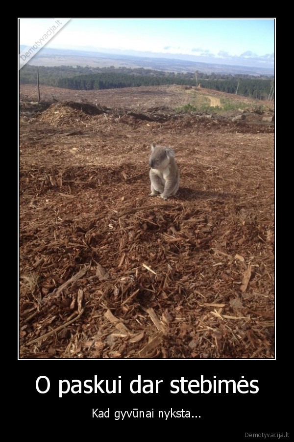 misku, kirtimas,koala