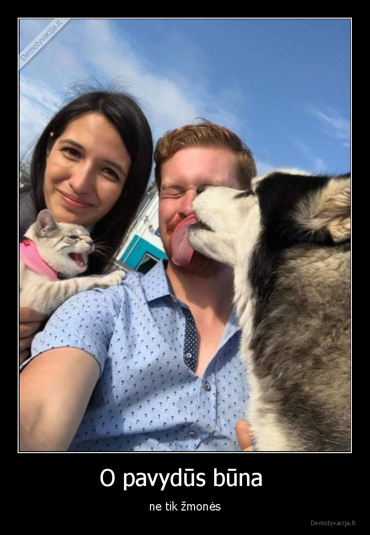 pavydas,pavydus,katinas,suo