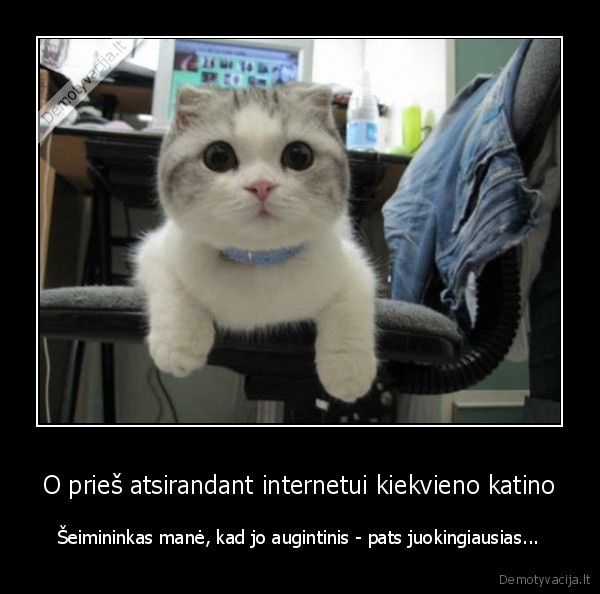 kates, internete,juokingi, katinai
