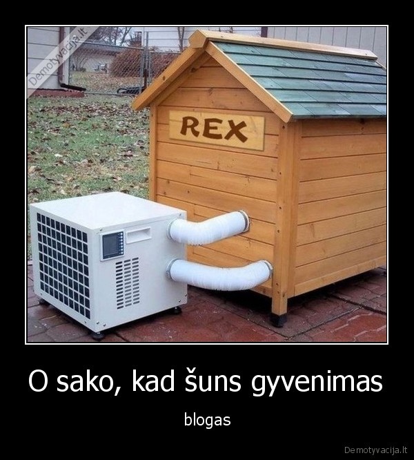 O sako, kad šuns gyvenimas