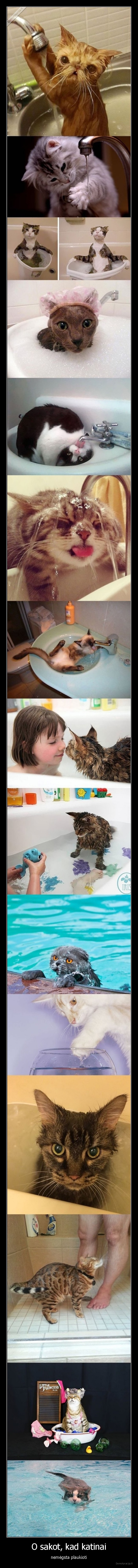 katinai,plaukioti,vanduo,baseinas,kate,katinas