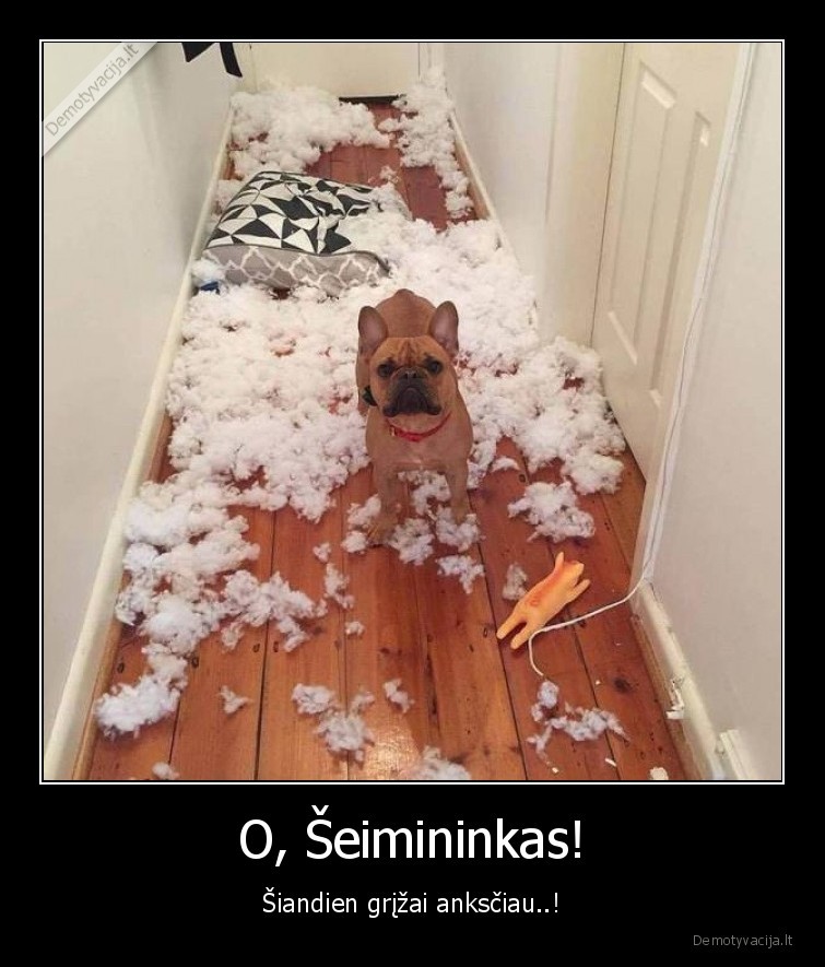 seimininkas,suo,augintinis