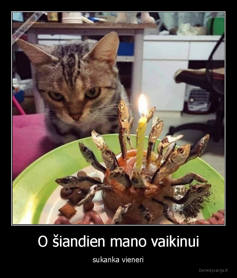 vaikinas,katinas,nepriklausoma,moteris