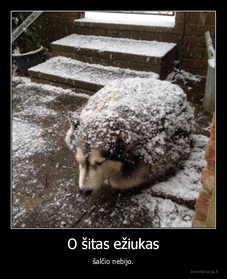 eziukas,haskis