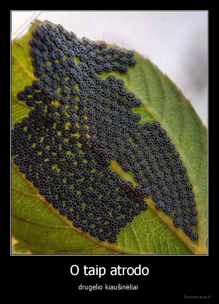 kiausineliai,drugelis,grazu