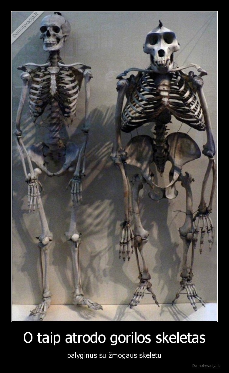 skeletas,zmogus,gorila