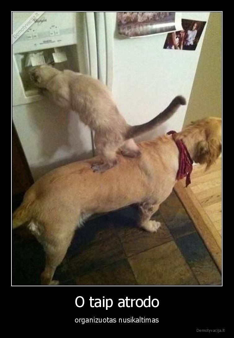 organizuotas,nusikaltimas,suo,kate