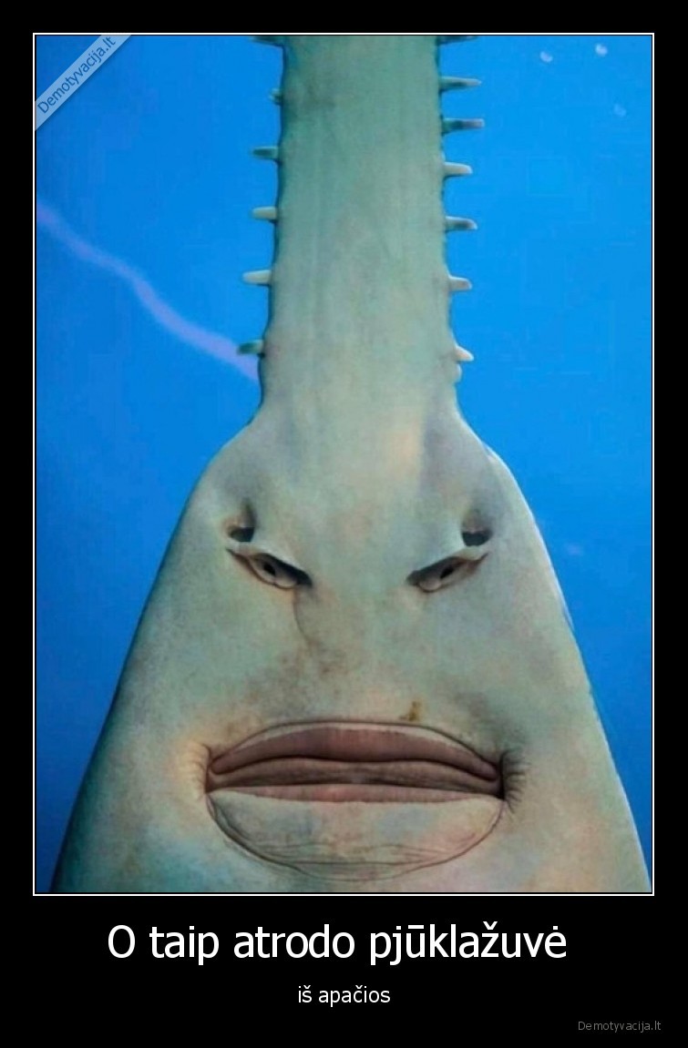 pjuklazuve,zuvis,is, apacios