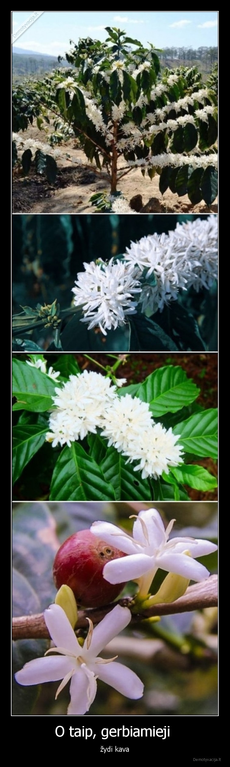 kava,zydi,zydi, kava