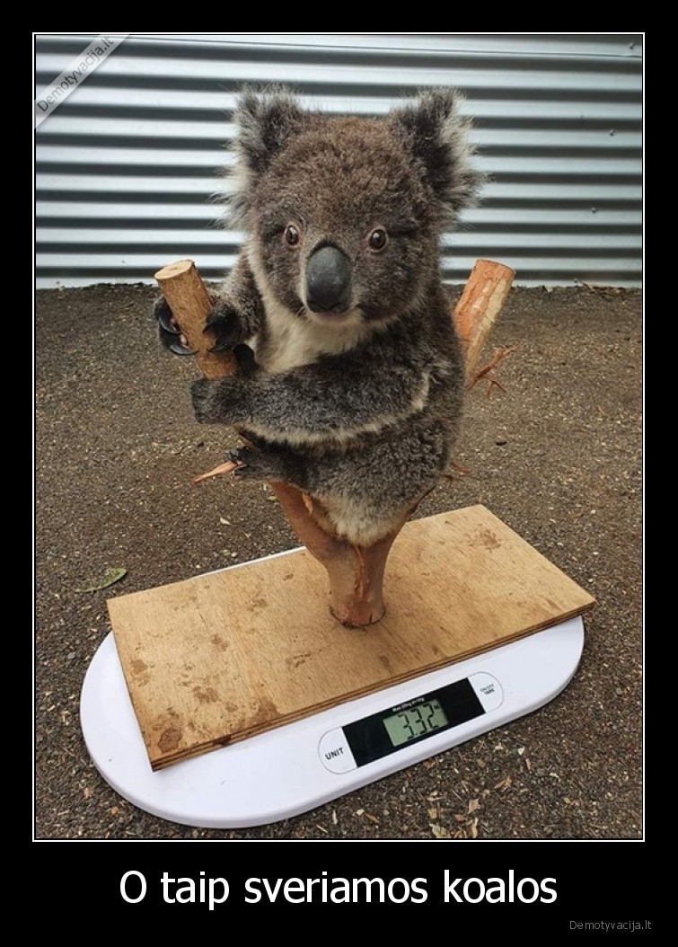 koala,australija,sverti,svoris
