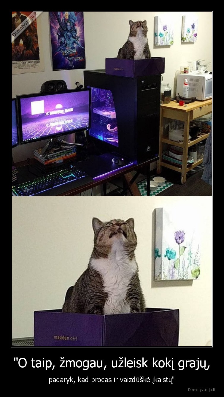 kate,katinas,procas,vaizduske