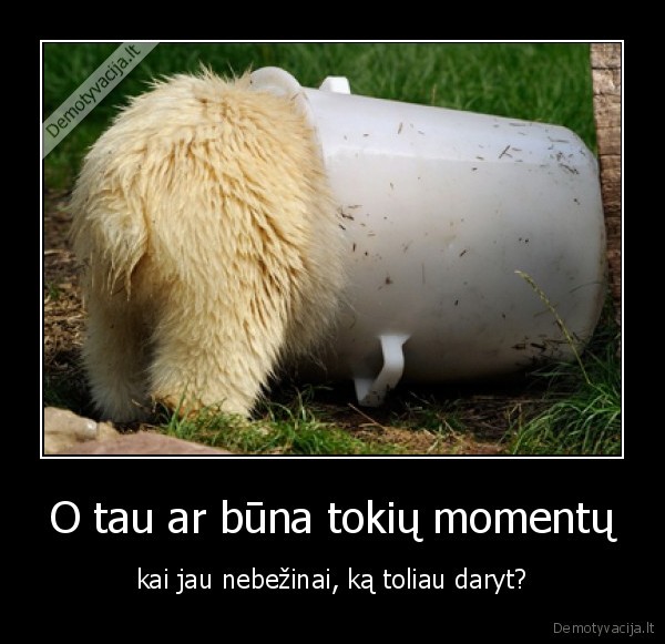 meska, bear, siuksliadeze, maistas, niam, niam