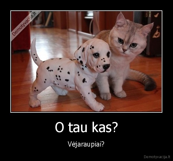 vejaraupiai,dalmantinas,katinas