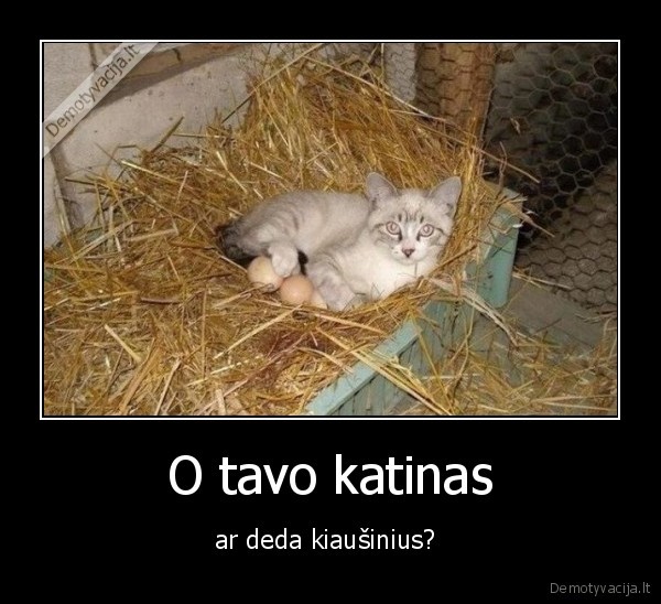 katinas, su, kiausiniais
