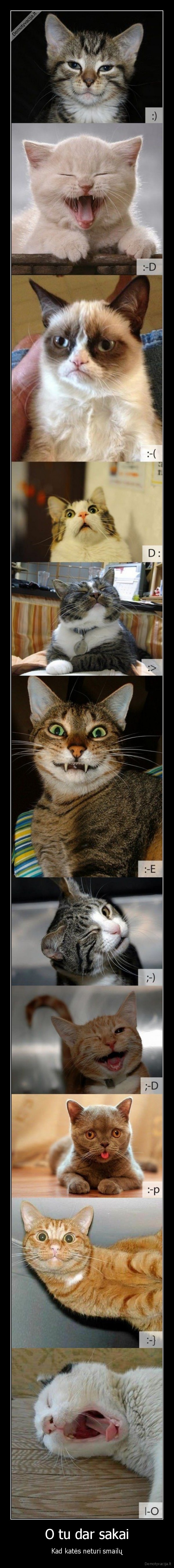 kates,gyvunai,smailai,kates, turi, smailus,prikolas, apie, kates