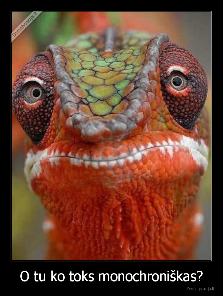 chameleonas,monochroniskas,kodel,klausiu