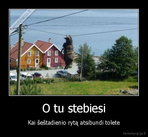 avis, uzkibo, ant, laidu