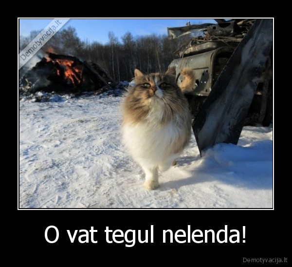 katinas,pasikeles,nelenda