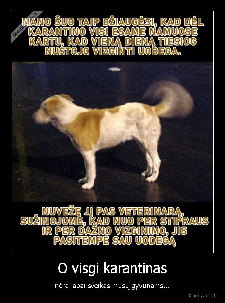 karantinas,suo,uodega