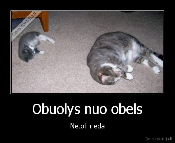 gyvenimas,obelis,netoli,rieda,kates