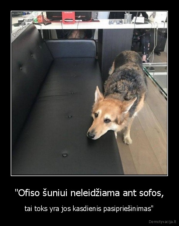 ofisas,suo,pasipriesinimas