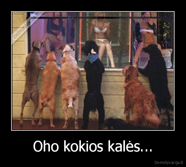 kales,sunys,raudonuju, zibintu, kvartalas