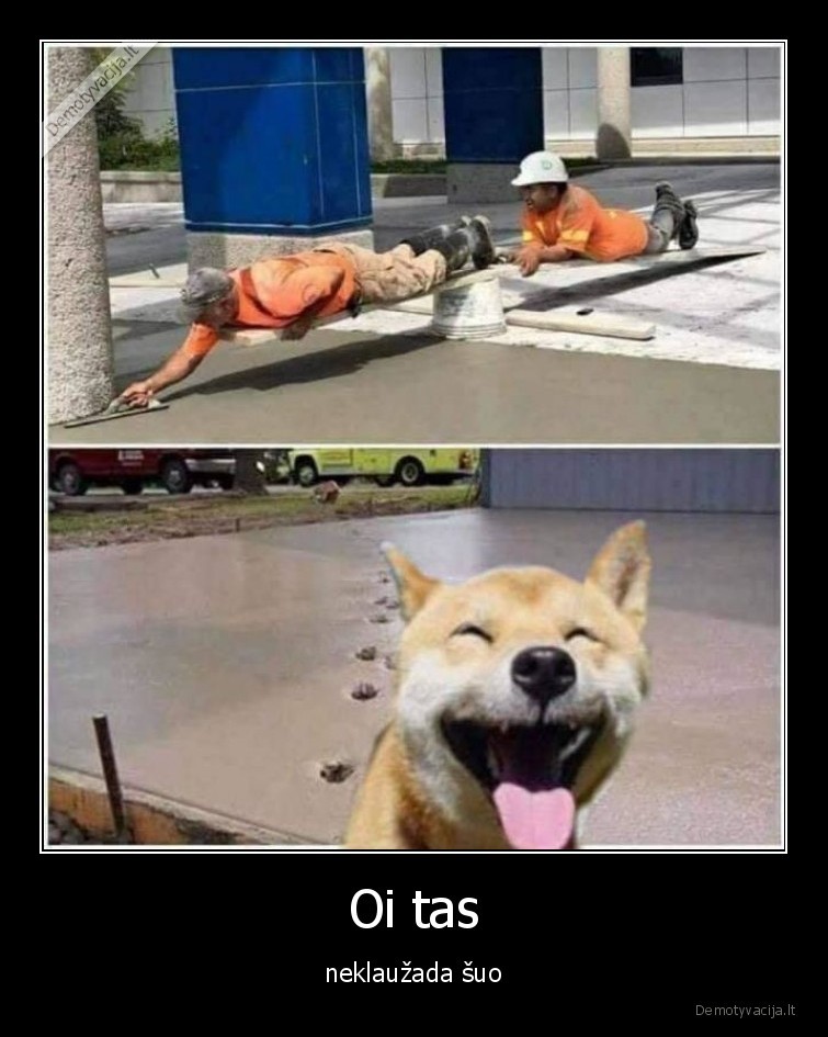 suo,sunys,statybininkai,fail