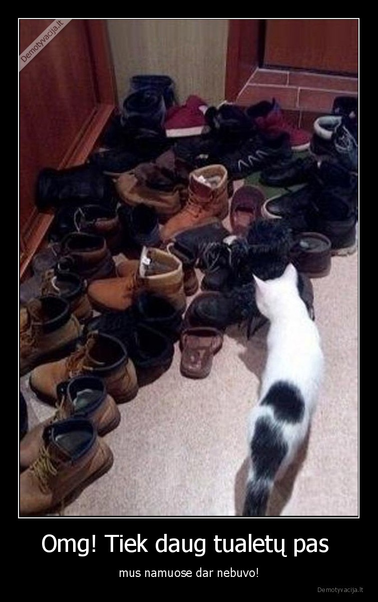 gyvunai,kates,katinai,augintiniai,batai,tualetai