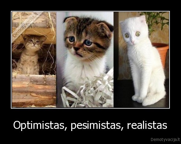 optimizmas,pesimizmas,realizmas,kaciukai,kates,kaciu, nuotraukos