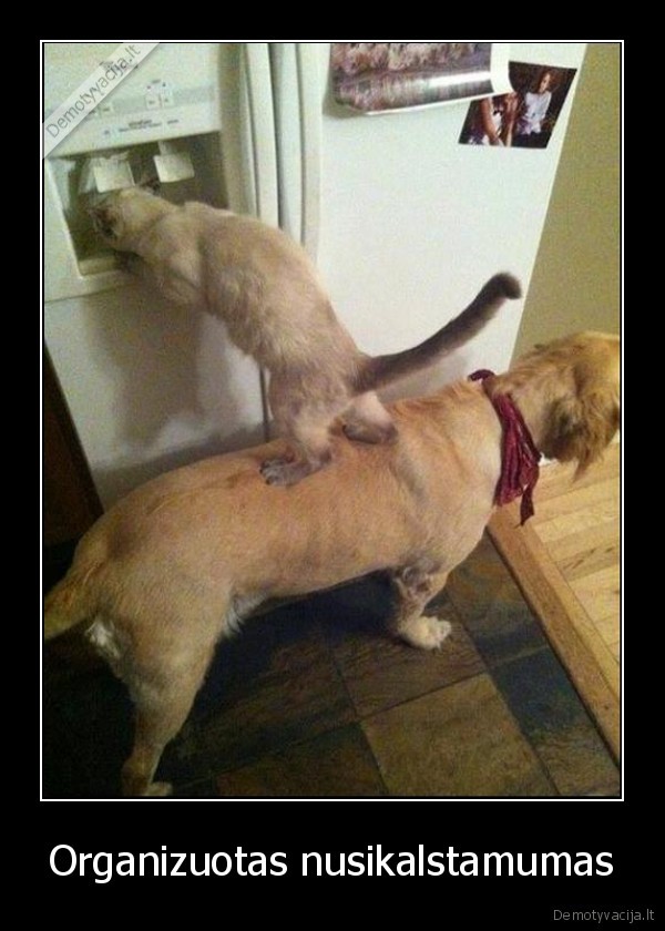 suo,kate,saldytuvas,pizdina, maista