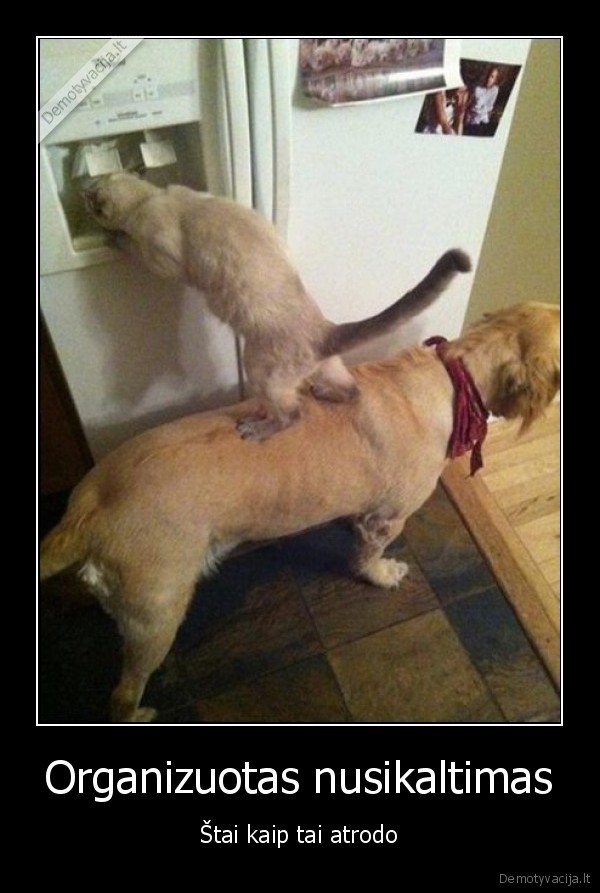 Organizuotas nusikaltimas